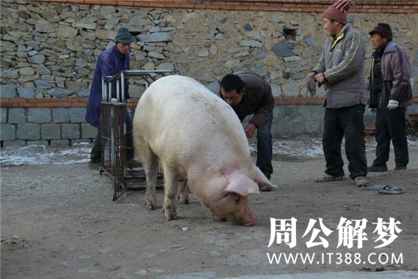 梦境的奇遇，梦见死人复活与买猪之谜