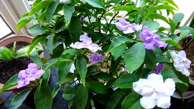 冬季双色茉莉的修剪技巧与养护指南