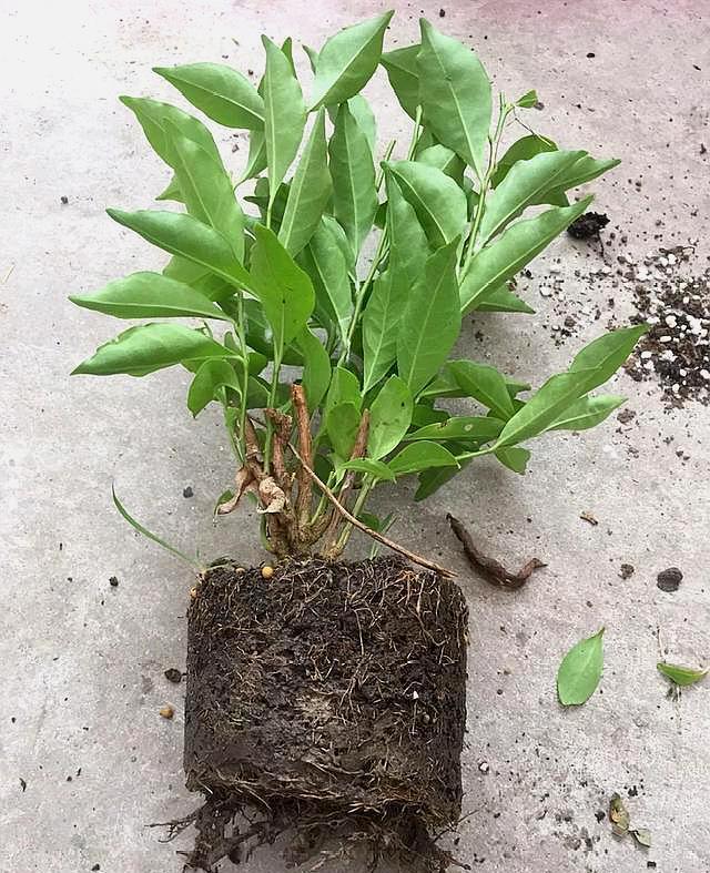 探秘双色茉莉的绽放时刻，几月份见证其绝美芳华