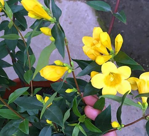 耐寒奇迹，双色茉莉花在寒冷中的坚韧绽放