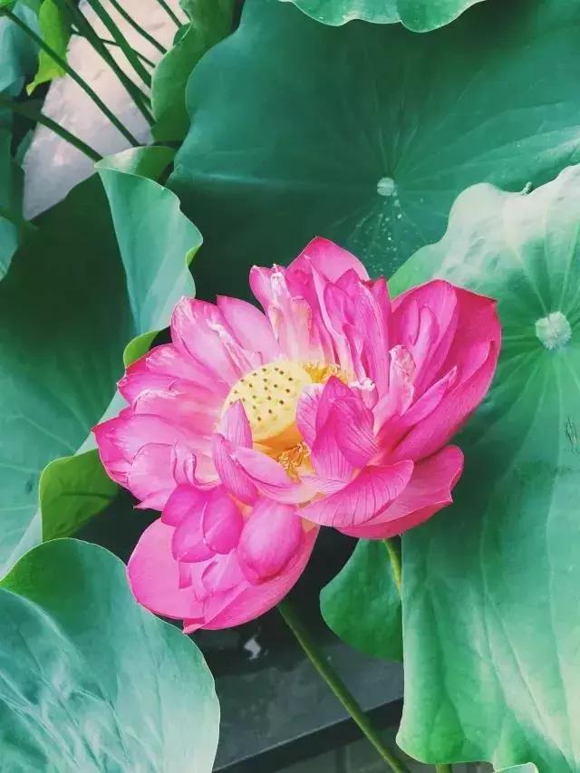 探索双色花的奇妙世界，品种大全与魅力解析