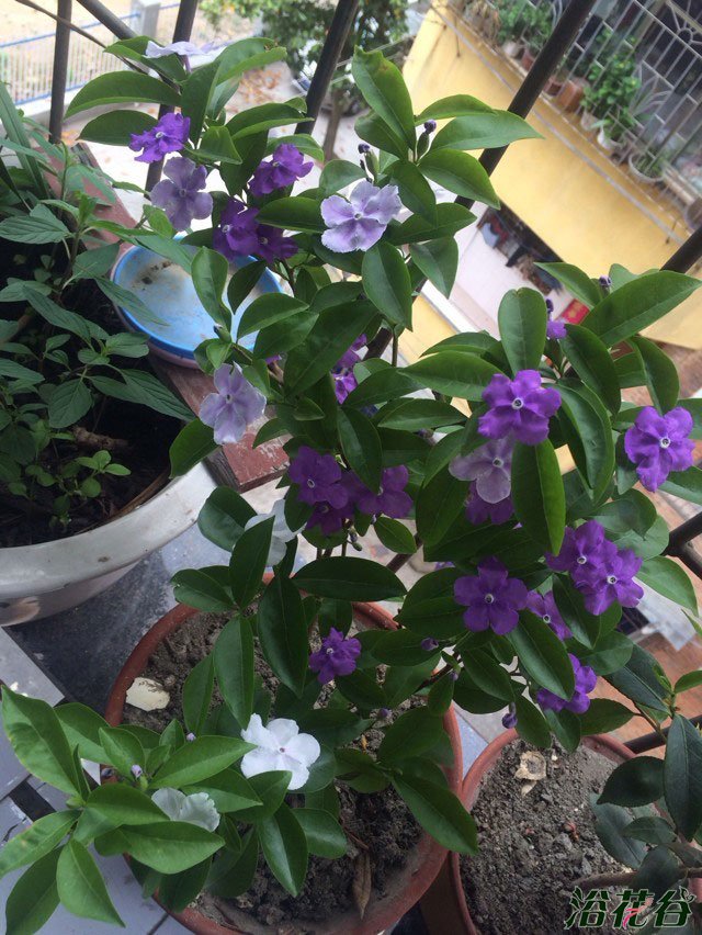 双色茉莉开花后怎么修剪