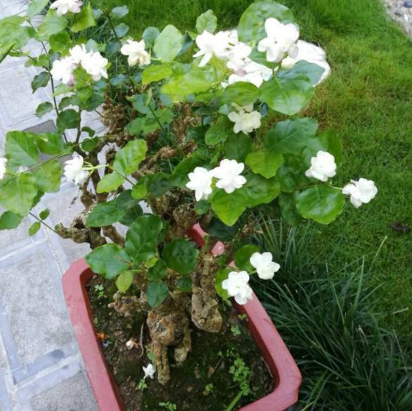 探秘双色茉莉老桩，岁月沉淀的园艺瑰宝