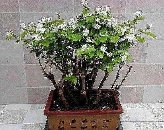 探索双色茉莉花的扦插奥秘，从理论到实践的全面解析