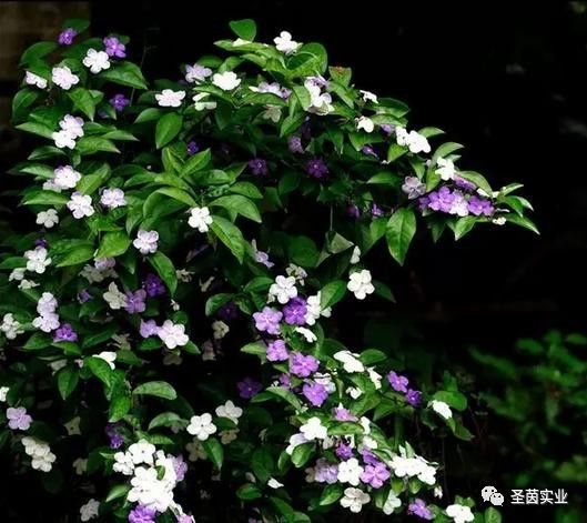 双色茉莉，风水寓意中的独特魅力