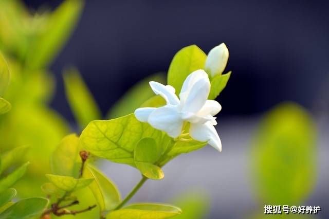 探秘双色茉莉的绝美姿态，一树两花，色彩斑斓的自然奇迹