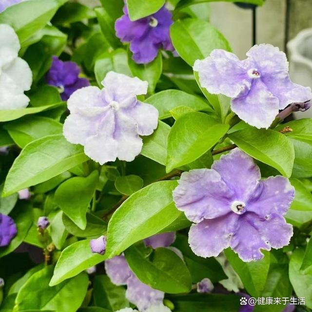诗意的绽放，双色茉莉的浪漫篇章