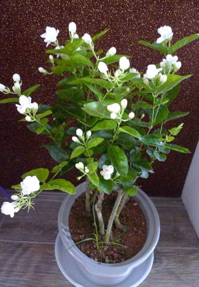 探秘双色茉莉的绽放奇迹，花开时间的奥秘