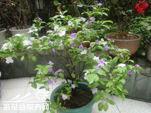 养护双色茉莉，绽放多彩生活的秘诀