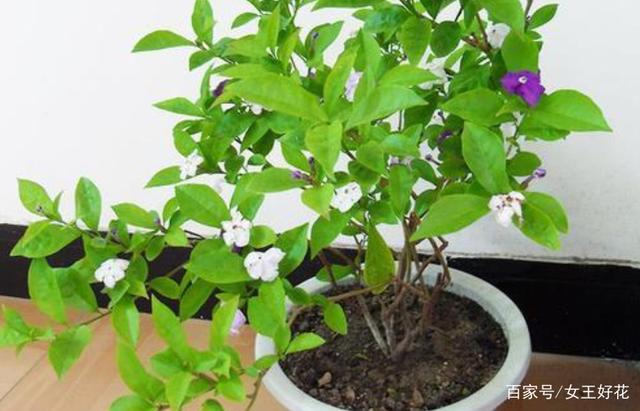 双色茉莉的种植与养护艺术—绽放生活中的多彩瞬间