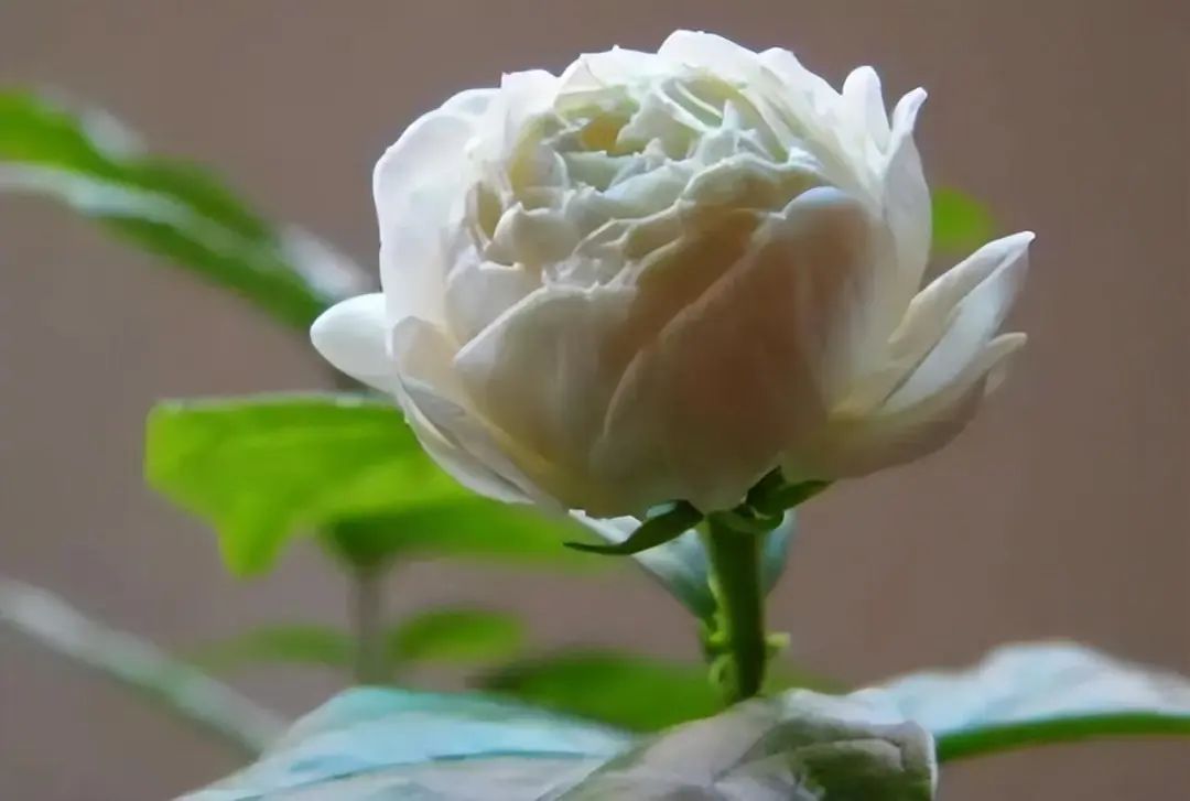 虎头茉莉，一抹独特的芬芳与坚韧
