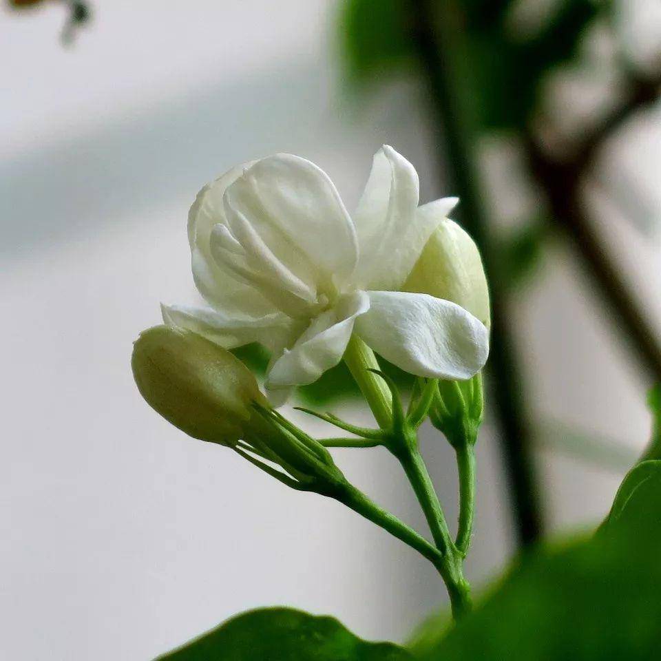 茉莉，一抹淡雅，满室芬芳
