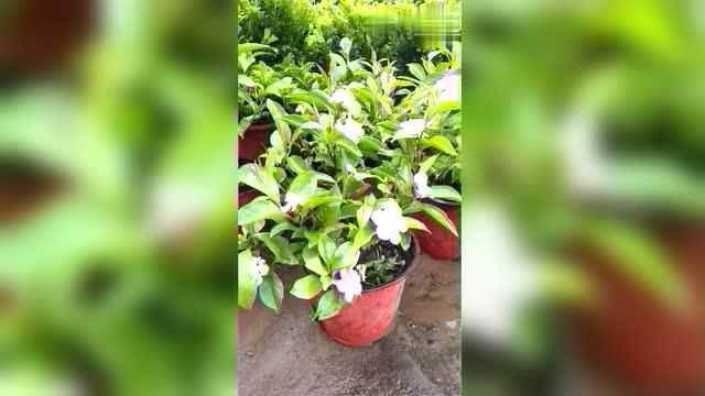 双色茉莉的味道