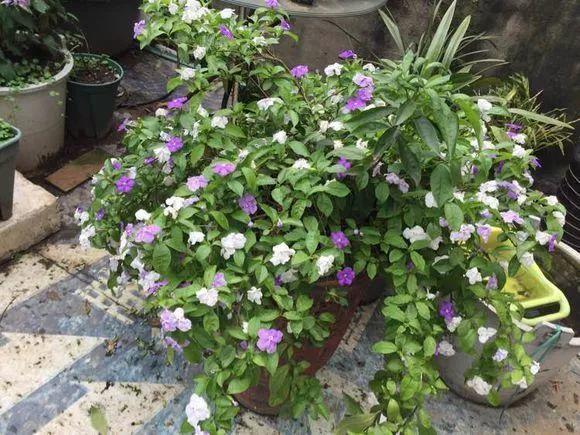 探秘双色茉莉不开花的背后原因