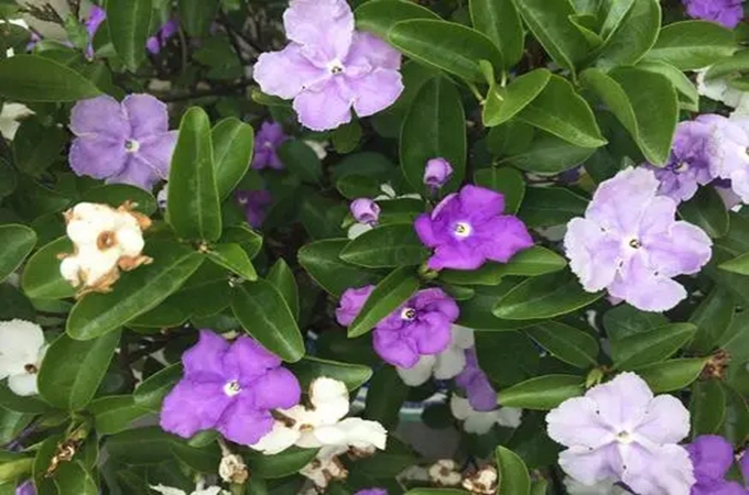 双色茉莉，寓意深长的爱情之花