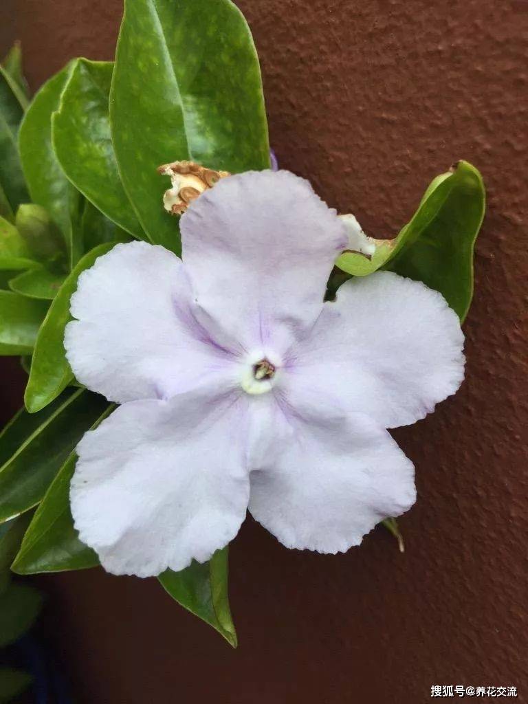 探秘双色茉莉不开花的奥秘