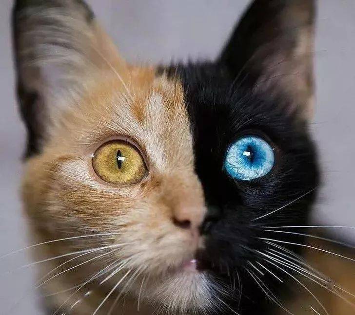 神秘的双色瞳孔猫咪，探索自然界的奇迹