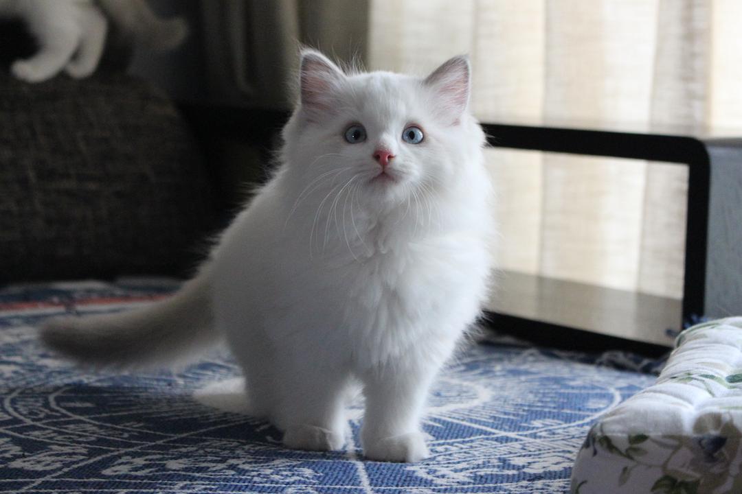 探索双色瞳布偶猫，价格与魅力的双重考量